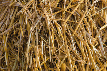 background texture of straw light yellow