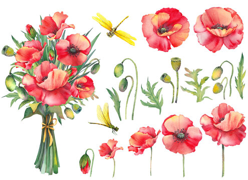 Red poppy wild flowers collection. Watercolor illustration isolated on white background.