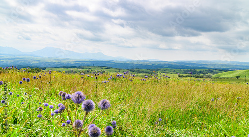 ヒゴタイの花 ヒゴタイ属 Echinops Setifera Flower Genus Echinops Setifera 標高900mにある森と渓谷 高原野草の野生 美しい自然のヒゴタイ花 日本21年夏 晩夏撮影 Japan 21 Summer Late Summer Shooting 九州 熊本県阿蘇郡産山村 Kyushu Ubuyama