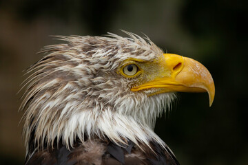 Obraz premium Closeup from am American eagle