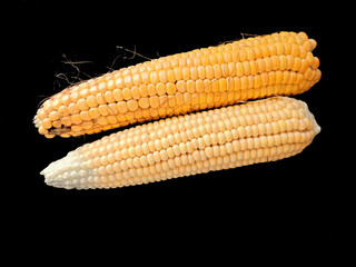 Corncobs or corn ears isolated on black background. Corn farming in Pakistan.