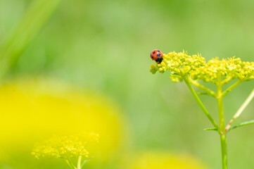 てんとう虫「ナナホシテントウムシ」とパースニップの花
Ladybugs 