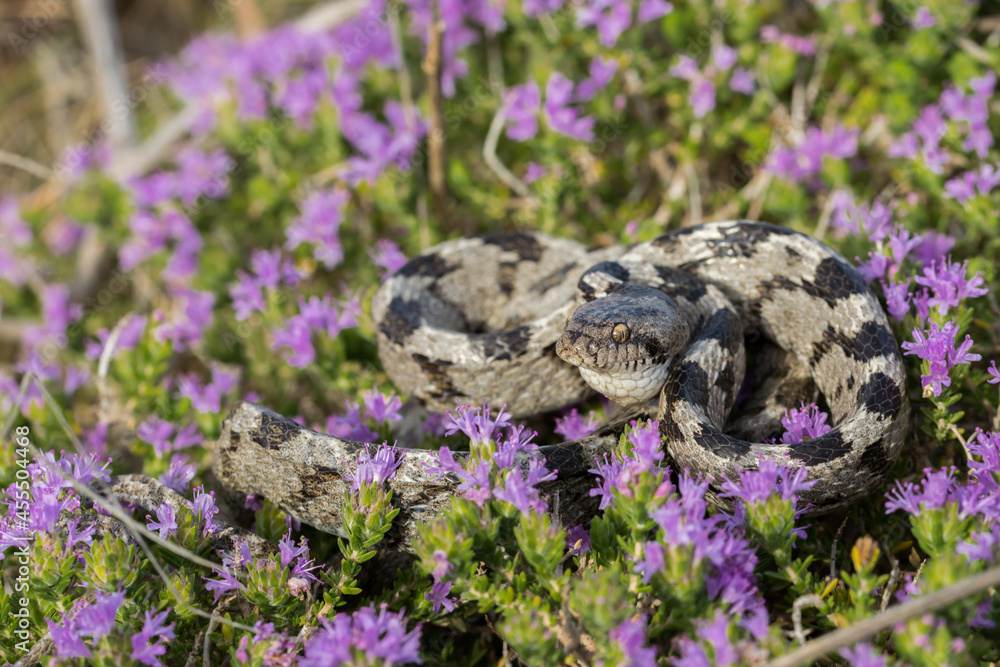 Poster A European Cat Snake, or Soosan Snake, Telescopus fallax, curled up on Mediterranean Thyme in Malta.