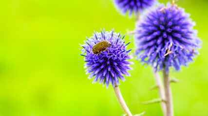 ヒゴタイの花 ヒゴタイ公園風景 Higotai Flower Higotai Park Scenery 日本21年夏 晩夏撮影 Japan 21 Summer Late Summer Shooting 九州 熊本県阿蘇郡産山村 Kyushu Ubuyama Village Aso District Kumamoto Prefecture Asia Canvas Print As