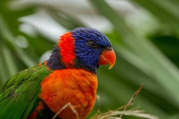 Naklejka premium rainbow lorikeet parrot