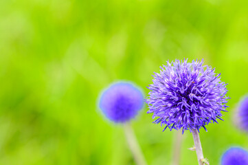 ヒゴタイの花 ヒゴタイ公園風景 Higotai Flower Higotai Park Scenery 日本21年夏 晩夏撮影 Japan 21 Summer Late Summer Shooting 九州 熊本県阿蘇郡産山村 Kyushu Ubuyama Village Aso District Kumamoto Prefecture Asia Canvas Print As