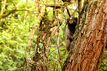Primata em cima da árvore observando a floresta.