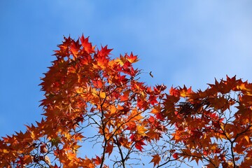 Autumn colors of Arashiyama, Kyoto