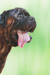 close-up portrait of an adult dark-tiger English Mastiff in profile looking up and sticking out his tongue on green background