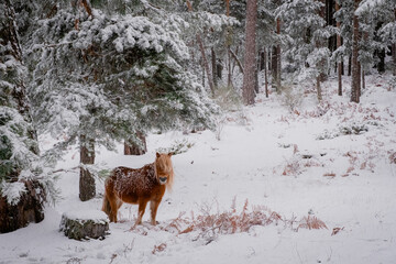 deer in winter