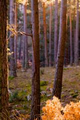 autumn in the forest