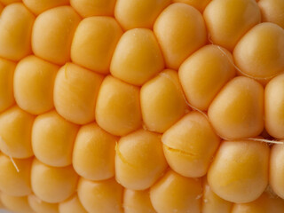 ripe yellow corn as a texture