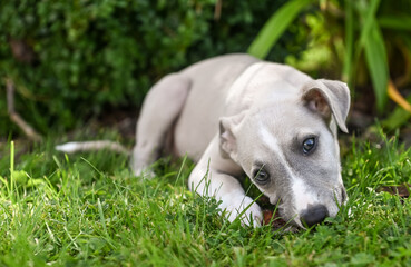 chien chiot Whippet jeune animal compagnie