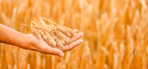 Hand of farmer holding of golden wheat spikes in wheat field. Agriculture. Banner. Harvest concept.