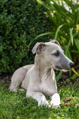 chien chiot Whippet jeune animal compagnie