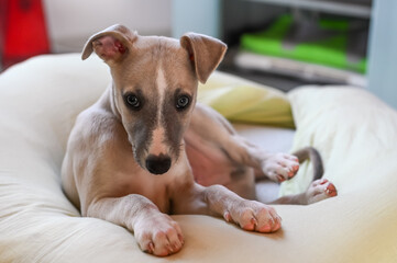 chien chiot Whippet jeune animal compagnie interieur maison panier