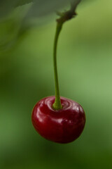 ripe red cherry berry hanging on a tree