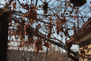The Missing grape harvest. a bunch of missing grapes on a branch.