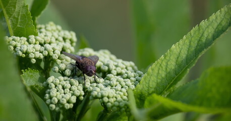 Blow fly, carrion fly, bluebottles or cluster fly