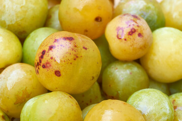 Closeup of spotted yellow, green and orange coloured Wichter plum. The Wichter is an old plum variety and related to the yellow kroosjespruim. It grows in the north of the Netherlands.     