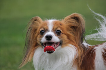 Beautiful dog Papillon sitting on the lawn. Close Up