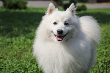 Beautiful fluffy white japanese spitz