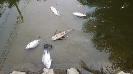 Dead fish floating in water.