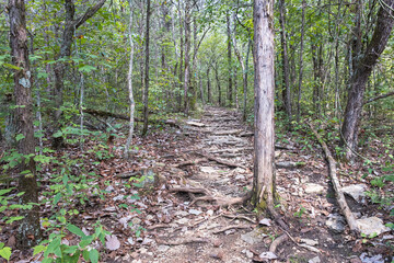 Trail in Forest at Cheeks Bend Wildlife Management Unit, Columbia, Tennessee, USA