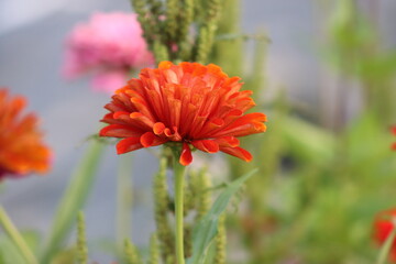 red poppy flower