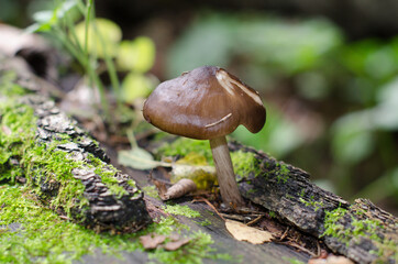 Mushroom in the forest