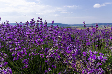 Blooming lavender in the summer. lavender blooming scented flowers.