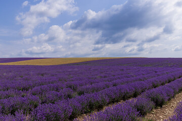 Obraz na płótnie Canvas Blooming lavender in the summer. lavender blooming scented flowers.