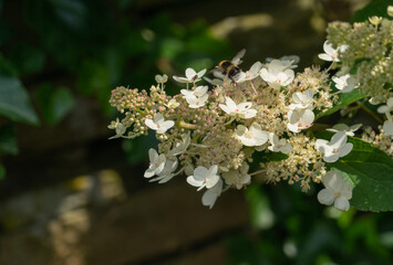 bumble bee on white hydrangea flower