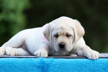 a yellow labrador puppy on the blue background