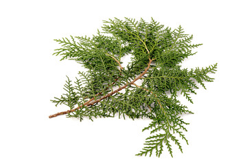 Fresh cypress branch isolated on white background.