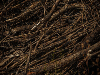 A pile of dry twigs as a background.