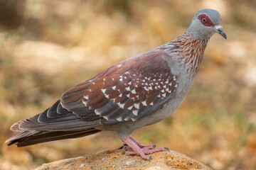 Speckled Pigeon - Columba Guinea, beautiful colored pigeon from African woodlands and gardens, lake Ziway, Ethiopia.