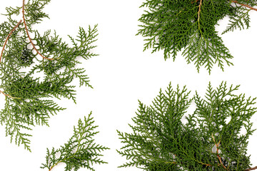 Fresh cypress branch isolated on white background.