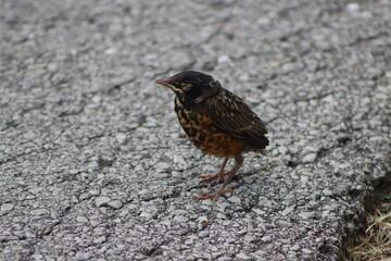 baby bird