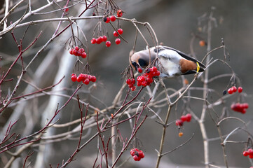 Waxwings bird in early spring in gray weather and in the woods.