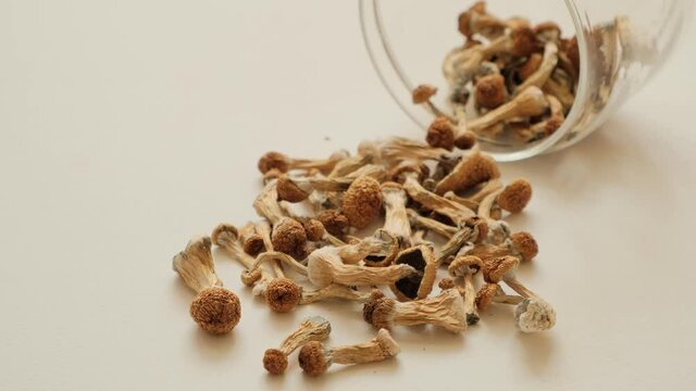 Psilocybin Psilocybe Cubensis mushrooms fall out of a jar on ivory soft surface. Psilocybin magic mushrooms Golden Teacher in a glass storage.