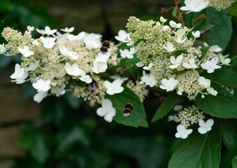 Bumble Bees on hydrangea shrub