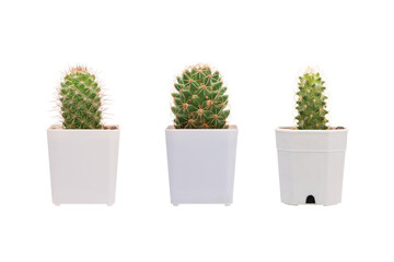 Set - Cactus in white pot or small plant isolated on white background, front view.