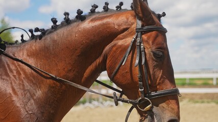 Obraz premium focus on the right side of the horse's head with a braided mane. High-quality photo