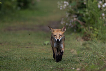 red fox vulpes