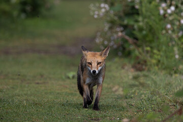 red fox vulpes