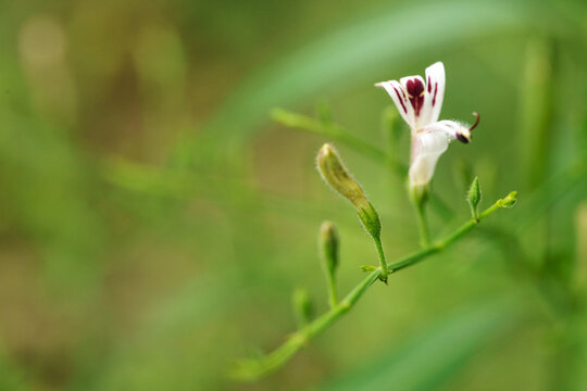 Andrographis paniculata (Burm. F) Nees, generally known as king of bitters, this plant has been widely used for treating sore throat, flu, and respiratory tract infections.