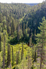 forest in the mountains
