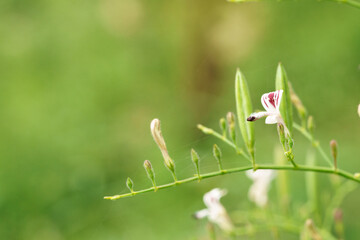Andrographis paniculata (Burm. F) Nees, generally known as king of bitters, this plant has been widely used for treating sore throat, flu, and respiratory tract infections.