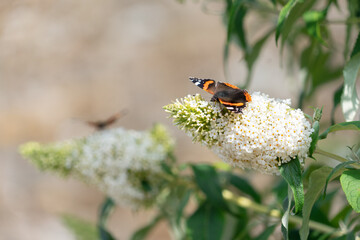 Butterflies on buddleia bush